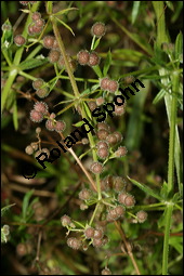 Klebriges Labkraut, Kletten-Labkraut, Galium aparine, Rubiaceae, Galium aparine, Kletten-Labkraut, Klebriges Labkraut, Blühend und fruchtend Kauf von 00605galium_aparineimg_3503.jpg