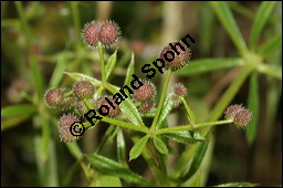 Klebriges Labkraut, Kletten-Labkraut, Galium aparine, Rubiaceae, Galium aparine, Kletten-Labkraut, Klebriges Labkraut, Blhend und fruchtend Kauf von 00605galium_aparineimg_3504.jpg