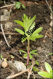 Waldmeister, Galium odoratum, Rubiaceae, Galium odoratum, Waldmeister, Pflanze mit Knospen Kauf von 00607galium_odoratumimg_5792.jpg