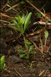 Waldmeister, Galium odoratum, Rubiaceae, Galium odoratum, Waldmeister, Pflanze mit Knospen Kauf von 00607galium_odoratumimg_6377.jpg