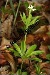 Waldmeister, Galium odoratum, Rubiaceae, Galium odoratum, Waldmeister, Pflanze mit Knospen Kauf von 00607galium_odoratumimg_7141.jpg