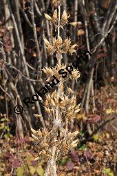 Gelber Enzian, Gentiana lutea, Gentianaceae, Gentiana lutea, Gelber Enzian, Habitus fruchtend Kauf von 00615_gentiana_lutea_dsc_1111.jpg