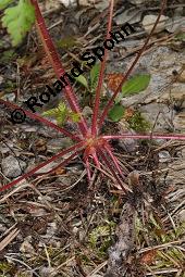 Ruprecht-Storchschnabel, Stinkender Storchschnabel, Geranium robertianum, Geraniaceae, Geranium robertianum, Stink-Storchschnabel, Stinkender Robert, Ruprechts-Storchschnabel, Blhend Kauf von 00617_geranium_robertianum_dsc_3976.jpg