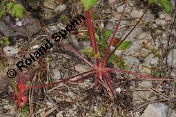 Ruprecht-Storchschnabel, Stinkender Storchschnabel, Geranium robertianum, Geraniaceae, Geranium robertianum, Stink-Storchschnabel, Stinkender Robert, Ruprechts-Storchschnabel, Blhend Kauf von 00617_geranium_robertianum_dsc_3977.jpg