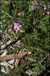 Ruprecht-Storchschnabel, Stinkender Storchschnabel, Geranium robertianum, Geraniaceae, Geranium robertianum, Stink-Storchschnabel, Stinkender Robert, Ruprechts-Storchschnabel, Blühend Kauf von 00617geranium_robertianumimg_1794.jpg