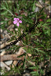 Ruprecht-Storchschnabel, Stinkender Storchschnabel, Geranium robertianum, Geraniaceae, Geranium robertianum, Stink-Storchschnabel, Stinkender Robert, Ruprechts-Storchschnabel, Blühend Kauf von 00617geranium_robertianumimg_1795.jpg