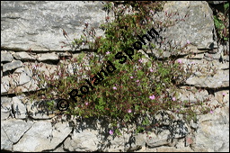 Ruprecht-Storchschnabel, Stinkender Storchschnabel, Geranium robertianum, Geraniaceae, Geranium robertianum, Stink-Storchschnabel, Stinkender Robert, Ruprechts-Storchschnabel, Blühend Kauf von 00617geranium_robertianumimg_3168.jpg