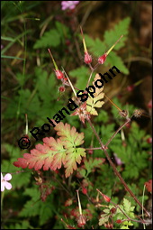 Ruprecht-Storchschnabel, Stinkender Storchschnabel, Geranium robertianum, Geraniaceae, Geranium robertianum, Stink-Storchschnabel, Stinkender Robert, Ruprechts-Storchschnabel, Blhend Kauf von 00617geranium_robertianumimg_3692.jpg