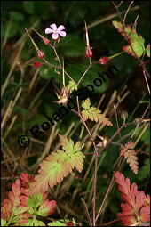 Ruprecht-Storchschnabel, Stinkender Storchschnabel, Geranium robertianum, Geraniaceae, Geranium robertianum, Stink-Storchschnabel, Stinkender Robert, Ruprechts-Storchschnabel, Blühend Kauf von 00617geranium_robertianumimg_3693.jpg