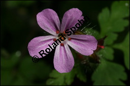 Ruprecht-Storchschnabel, Stinkender Storchschnabel, Geranium robertianum, Geraniaceae, Geranium robertianum, Stink-Storchschnabel, Stinkender Robert, Ruprechts-Storchschnabel, Blühend Kauf von 00617geranium_robertianumimg_7456.jpg