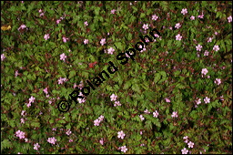 Ruprecht-Storchschnabel, Stinkender Storchschnabel, Geranium robertianum, Geraniaceae, Geranium robertianum, Stink-Storchschnabel, Stinkender Robert, Ruprechts-Storchschnabel, Blhend Kauf von 00617geranium_robertianumimg_8168.jpg