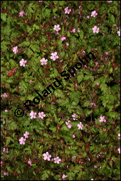 Ruprecht-Storchschnabel, Stinkender Storchschnabel, Geranium robertianum, Geraniaceae, Geranium robertianum, Stink-Storchschnabel, Stinkender Robert, Ruprechts-Storchschnabel, Blühend Kauf von 00617geranium_robertianumimg_8169.jpg