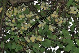 Ginkgo, Fächerbaum, Silberaprikose, Ginkgo biloba, Ginkgoaceae, Ginkgo biloba, Ginkgo, Fächerbaum, Silberaprikose, Habitus, Herbstfärbung Kauf von 00620_ginkgo_biloba_dsc_0333.jpg