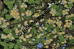 Ginkgo, Fcherbaum, Silberaprikose, Ginkgo biloba, Ginkgoaceae, Ginkgo biloba, Ginkgo, Fcherbaum, Silberaprikose, Habitus, Herbstfrbung Kauf von 00620_ginkgo_biloba_dsc_0334.jpg