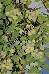 Ginkgo, Fächerbaum, Silberaprikose, Ginkgo biloba, Ginkgoaceae, Ginkgo biloba, Ginkgo, Fächerbaum, Silberaprikose, Habitus, Herbstfärbung Kauf von 00620_ginkgo_biloba_dsc_0338.jpg