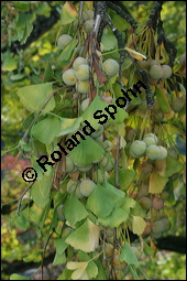 Ginkgo, Fächerbaum, Silberaprikose, Ginkgo biloba, Ginkgoaceae, Ginkgo biloba, Ginkgo, Fächerbaum, Silberaprikose, Habitus, Herbstfärbung Kauf von 00620ginkgo_bilobaimg_4580.jpg