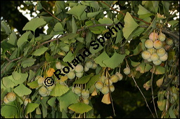 Ginkgo, Fächerbaum, Silberaprikose, Ginkgo biloba, Ginkgoaceae, Ginkgo biloba, Ginkgo, Fächerbaum, Silberaprikose, Habitus, Herbstfärbung Kauf von 00620ginkgo_bilobaimg_4582.jpg