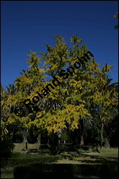 Ginkgo, Fcherbaum, Silberaprikose, Ginkgo biloba, Ginkgoaceae, Ginkgo biloba, Ginkgo, Fcherbaum, Silberaprikose, Habitus, Herbstfrbung Kauf von 00620ginkgo_bilobaimg_4877.jpg