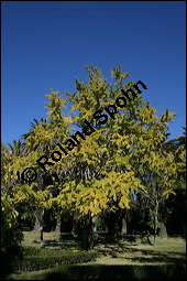 Ginkgo, Fcherbaum, Silberaprikose, Ginkgo biloba, Ginkgoaceae, Ginkgo biloba, Ginkgo, Fcherbaum, Silberaprikose, Habitus, Herbstfrbung Kauf von 00620ginkgo_bilobaimg_4878.jpg