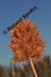 Römisches Süßholz, Russisches Süßholz, Glycyrrhiza echinata, Glycyrrhiza echinata, Römisches Süßholz, Russisches Süßholz, Fabaceae, fruchtend Kauf von 00623_glycyrrhiza_echinata_dsc_7435.jpg