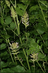 Echtes Süßholz, Glycyrrhiza glabra, Fabaceae, Glycyrrhiza glabra, Echtes Süßholz, Spanisches Süßholz, Blühend Kauf von 00624glycyrrhiza_glabraimg_2722.jpg