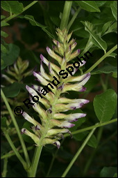 Echtes Süßholz, Glycyrrhiza glabra, Fabaceae, Glycyrrhiza glabra, Echtes Süßholz, Spanisches Süßholz, Blühend Kauf von 00624glycyrrhiza_glabraimg_2723.jpg