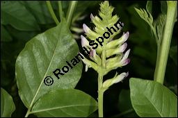 Echtes Süßholz, Glycyrrhiza glabra, Fabaceae, Glycyrrhiza glabra, Echtes Süßholz, Spanisches Süßholz, Blühend Kauf von 00624glycyrrhiza_glabraimg_2725.jpg