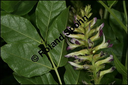 Echtes Süßholz, Glycyrrhiza glabra, Fabaceae, Glycyrrhiza glabra, Echtes Süßholz, Spanisches Süßholz, Blühend Kauf von 00624glycyrrhiza_glabraimg_2726.jpg