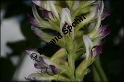 Echtes Süßholz, Glycyrrhiza glabra, Fabaceae, Glycyrrhiza glabra, Echtes Süßholz, Spanisches Süßholz, Blühend Kauf von 00624glycyrrhiza_glabraimg_2729.jpg