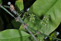 Gnemonbaum, Gnetum gnemon, Gnetum gnemon, Gnemonbaum, Gnetaceae, Blühend Kauf von 00626_gnetum_gnemon_dsc_4339.jpg