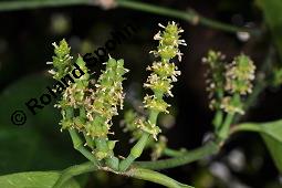 Gnemonbaum, Gnetum gnemon, Gnetum gnemon, Gnemonbaum, Gnetaceae, Blühend Kauf von 00626_gnetum_gnemon_dsc_4341.jpg