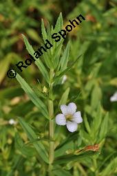 Gottes-Gnadenkraut, Gratiola officinalis, Gratiola officinalis, Gottes-Gnadenkraut, Scrophulariaceae, Blühend Kauf von 00628_gratiola_officinalis_dsc_5103.jpg