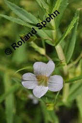 Gottes-Gnadenkraut, Gratiola officinalis, Gratiola officinalis, Gottes-Gnadenkraut, Scrophulariaceae, Blhend Kauf von 00628_gratiola_officinalis_dsc_5104.jpg