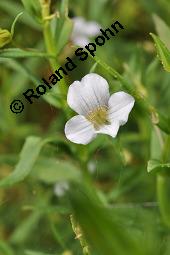 Gottes-Gnadenkraut, Gratiola officinalis, Gratiola officinalis, Gottes-Gnadenkraut, Scrophulariaceae, Blhend Kauf von 00628_gratiola_officinalis_dsc_5105.jpg