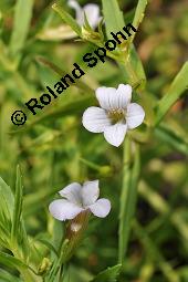 Gottes-Gnadenkraut, Gratiola officinalis, Gratiola officinalis, Gottes-Gnadenkraut, Scrophulariaceae, Blühend Kauf von 00628_gratiola_officinalis_dsc_5106.jpg