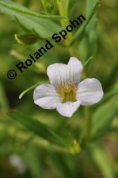 Gottes-Gnadenkraut, Gratiola officinalis, Gratiola officinalis, Gottes-Gnadenkraut, Scrophulariaceae, Blhend Kauf von 00628_gratiola_officinalis_dsc_5107.jpg