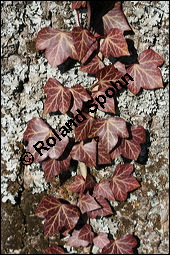 Gewöhnlicher Efeu, Hedera helix, Araliaceae, Hedera helix, Gewöhnlicher Efeu, Stamm mit Haftwurzeln Kauf von 00638hedera_heliximg_5245.jpg