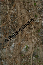 Gewöhnlicher Efeu, Hedera helix, Araliaceae, Hedera helix, Gewöhnlicher Efeu, Stamm mit Haftwurzeln Kauf von 00638hedera_heliximg_6951.jpg