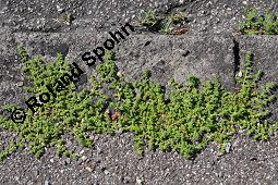 Kahles Bruchkraut, Herniaria glabra, Caryophyllaceae, Herniaria glabra, Kahles Bruchkraut, Blühend Kauf von 00644_herniaria_glabra_dsc_4740.jpg