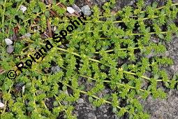 Kahles Bruchkraut, Herniaria glabra, Caryophyllaceae, Herniaria glabra, Kahles Bruchkraut, Blühend Kauf von 00644_herniaria_glabra_dsc_4741.jpg