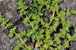 Kahles Bruchkraut, Herniaria glabra, Caryophyllaceae, Herniaria glabra, Kahles Bruchkraut, Blühend Kauf von 00644_herniaria_glabra_dsc_4742.jpg