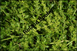Kahles Bruchkraut, Herniaria glabra, Caryophyllaceae, Herniaria glabra, Kahles Bruchkraut, Blühend Kauf von 00644herniaria_glabraimg_7815.jpg