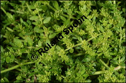 Kahles Bruchkraut, Herniaria glabra, Caryophyllaceae, Herniaria glabra, Kahles Bruchkraut, Blhend Kauf von 00644herniaria_glabraimg_7816.jpg