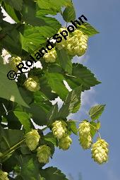 Gewöhnlicher Hopfen, Humulus lupulus, Cannabaceae, Humulus lupulus, Gewöhnlicher Hopfen, fruchtend, Wildform im Rhonetal Kauf von 00648_humulus_lupulus_dsc_6812.jpg
