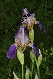Holunder-Schwertlilie, Iris x sambucina, Iris sambucina, Iris x sambucina, Iris sambucina, Holunder-Schwertlilie, Iridaceae, Blühend Kauf von 00657_iris_sambucina_dsc_1347.jpg