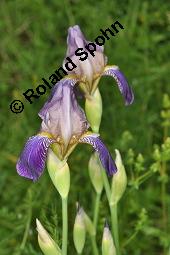 Holunder-Schwertlilie, Iris x sambucina, Iris sambucina, Iris x sambucina, Iris sambucina, Holunder-Schwertlilie, Iridaceae, Blühend Kauf von 00657_iris_sambucina_dsc_1348.jpg