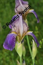 Holunder-Schwertlilie, Iris x sambucina, Iris sambucina, Iris x sambucina, Iris sambucina, Holunder-Schwertlilie, Iridaceae, Blühend Kauf von 00657_iris_sambucina_dsc_1349.jpg