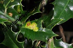 Gewöhnliche Stechpalme, Gemeine Stechpalme, Hülse, Ilex aquifolium, Aquifoliaceae, Ilex aquifolium, Gewöhnliche Stechpalme, Gemeine Stechpalme, Hülse, fruchtend Kauf von 00661_ilex_aquifolium_dsc_0746.jpg