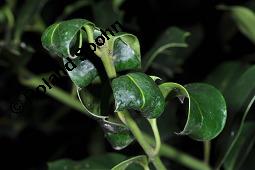 Gewhnliche Stechpalme, Gemeine Stechpalme, Hlse, Ilex aquifolium, Aquifoliaceae, Ilex aquifolium, Gewhnliche Stechpalme, Gemeine Stechpalme, Hlse, fruchtend Kauf von 00661_ilex_aquifolium_dsc_8249.jpg