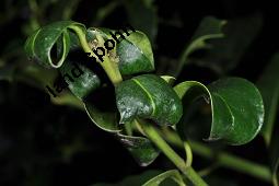 Gewöhnliche Stechpalme, Gemeine Stechpalme, Hülse, Ilex aquifolium, Aquifoliaceae, Ilex aquifolium, Gewöhnliche Stechpalme, Gemeine Stechpalme, Hülse, fruchtend Kauf von 00661_ilex_aquifolium_dsc_8250.jpg